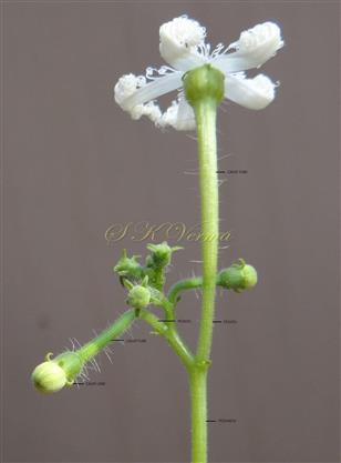 Male inflorescence (Upper part)